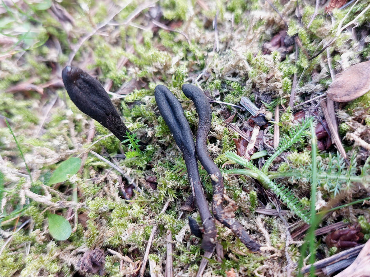 Photo © Jesper Launder Geoglossum umbratile by Jesper Launder